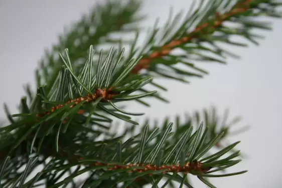 Nordmann Fir Slim Fresh Cut Tree 5-6ft (150-175cm) - image 2