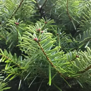 Nordmann Fir Pot Grown 2.5-3ft (80-100cm) - image 2