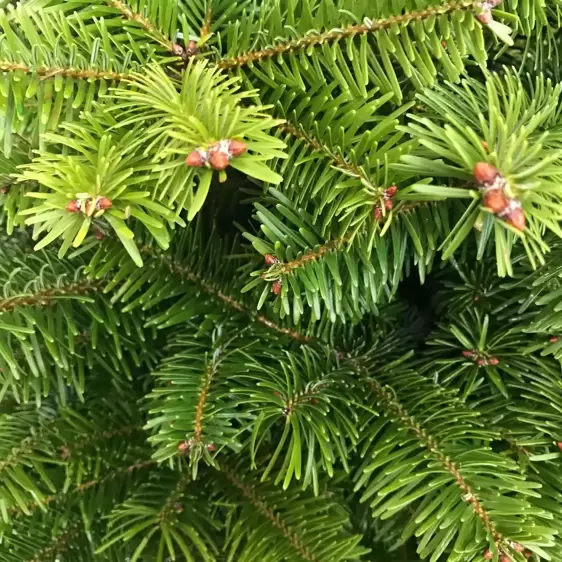 Nordmann Fir Pot Grown 2.5-3ft (80-100cm) - image 3