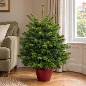 Nordmann Fir Pot Grown Christmas Tree