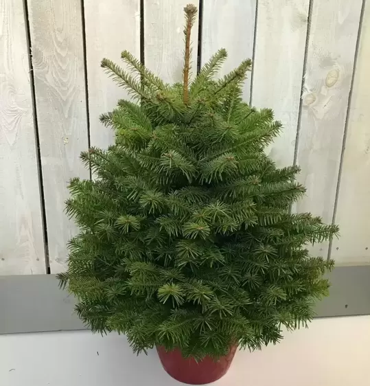 Nordmann Fir Pot Grown Tree 3-4ft (100-125cm) - image 1