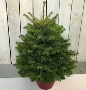 Nordmann Fir Pot Grown Tree 3-4ft (100-125cm) - image 1