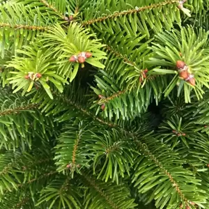 Nordmann Fir Pot Grown Tree 3-4ft (100-125cm) - image 3