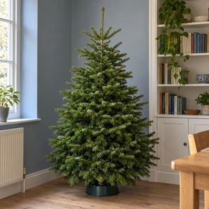 Nordmann Fir Slim Fresh Cut Christmas Tree