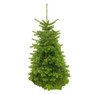 Nordmann Fir Slim Fresh Cut Tree 7-8ft (210-240cm) - image 1
