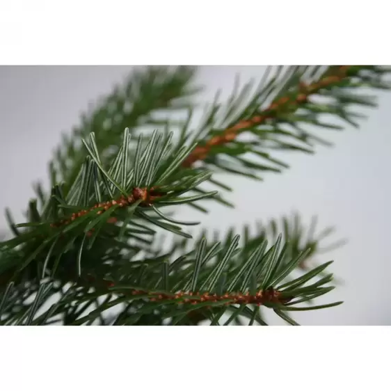 Nordmann Fir Slim Fresh Cut Tree 7-8ft (210-240cm) - image 2