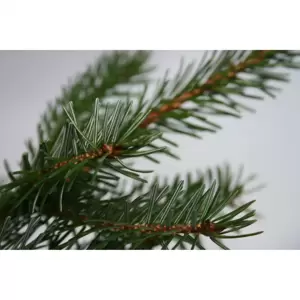 Nordmann Fir Slim Fresh Cut Tree 7-8ft (210-240cm) - image 2