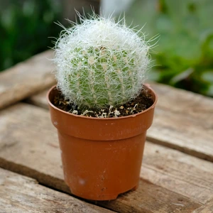 Notocactus scopa