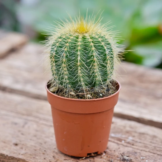 Notocactus warasii