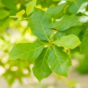 Nyssa sylvatica - image 1