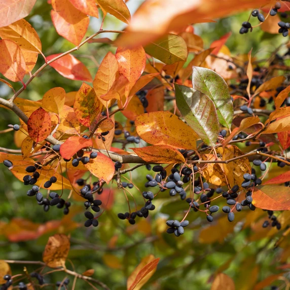 Nyssa sylvatica - image 2