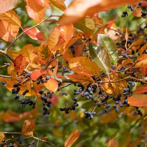 Nyssa sylvatica - image 2