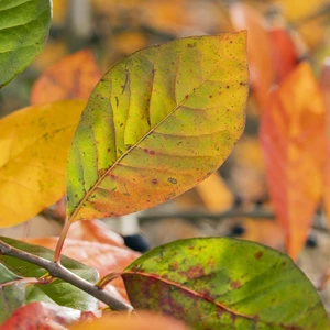 Nyssa sylvatica - image 3