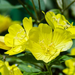 Oenothera macrocarpa