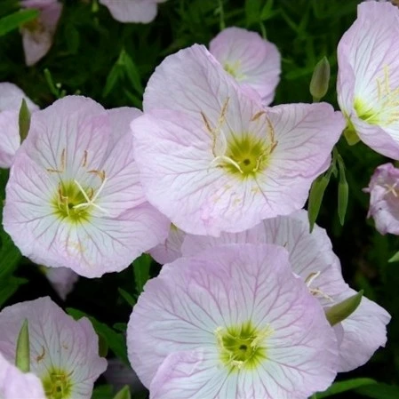 Oenothera speciosa 'Siskiyou' 