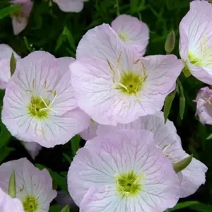 Oenothera speciosa 'Siskiyou' 1L