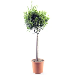 Olea europaea 5L Standard