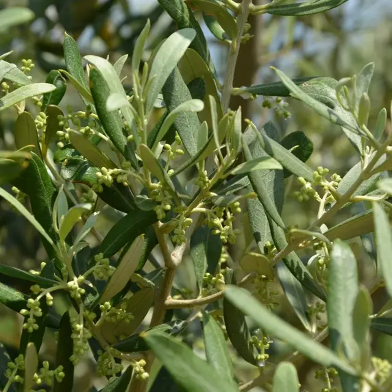 Olea europaea 3.4L Standard - image 2