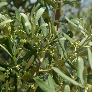 Olea europaea 3.4L Standard - image 2