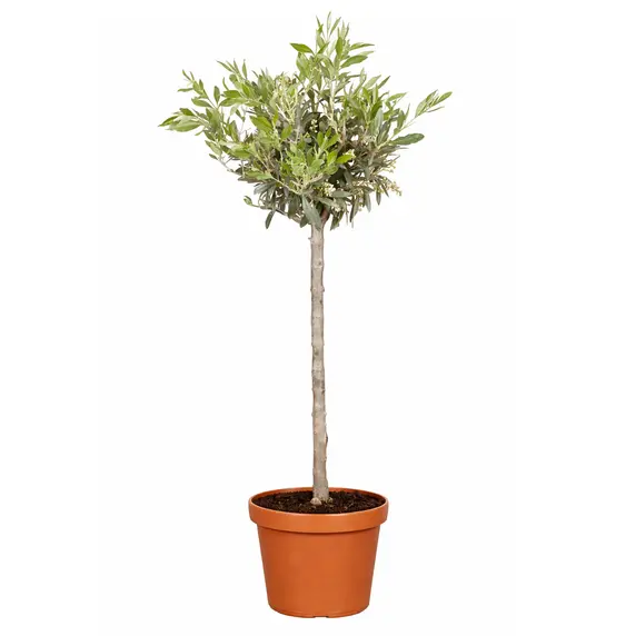 Olea europaea 3.4L Standard - image 1