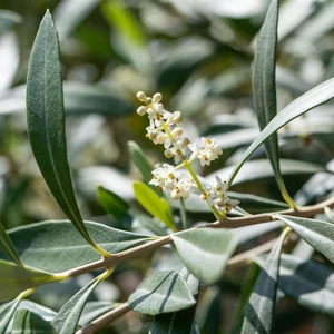 Olea europaea (Large)