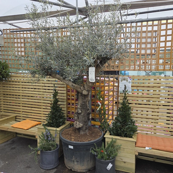 Olea europaea 180L - image 1