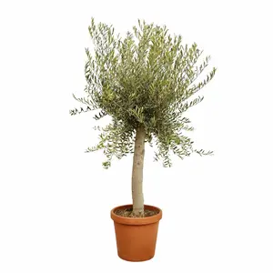 Olea europaea Standard
