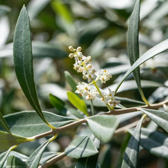 Olea europaea 35L Standard - image 2