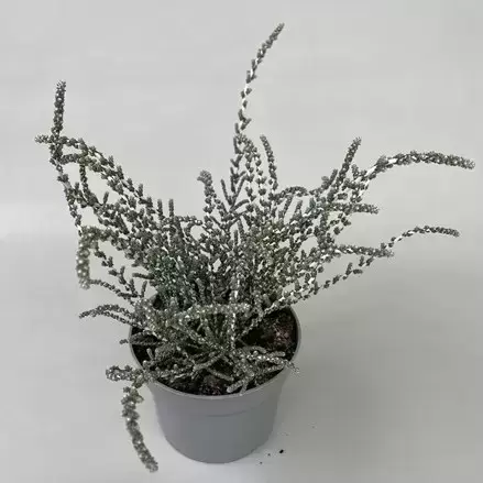 Olearia lepidophylla 'Silver Night' 10.5cm