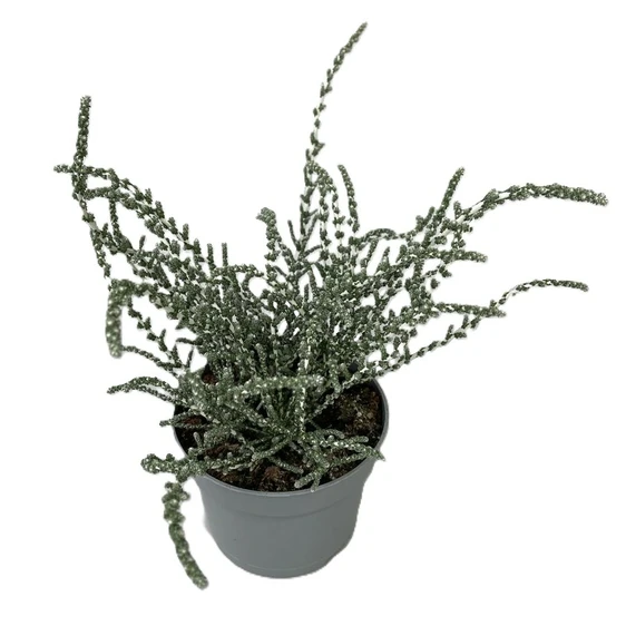 Olearia lepidophylla 'Silver Night' 10.5cm