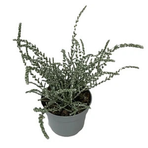 Olearia lepidophylla 'Silver Night' 10.5cm