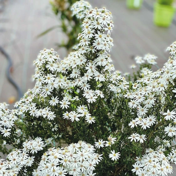 Olearia phlogopappa 'Spring Bling' - image 2