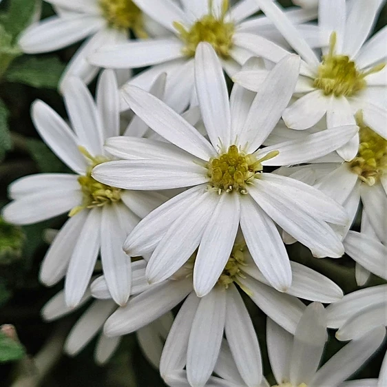 Olearia phlogopappa 'Spring Bling' - image 1