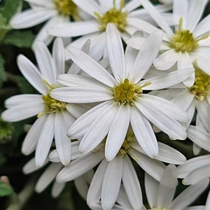 Olearia phlogopappa 'Spring Bling' - image 1