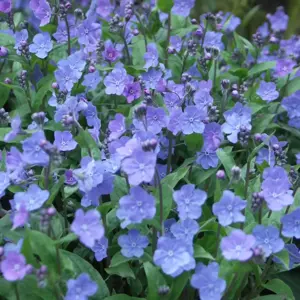 Omphalodes 'Cherry Ingram'