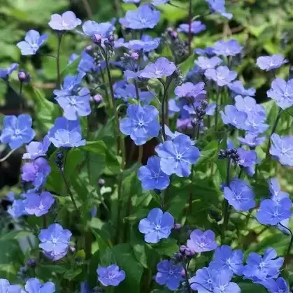 Omphalodes cappadocica 'Cherry Ingram' 2L - image 2