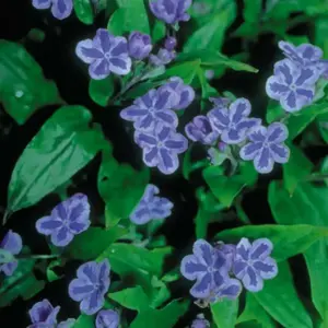 Omphalodes cappadocica 'Starry Eyes' 3L