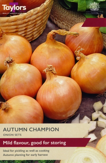 Onion Autumn Champion