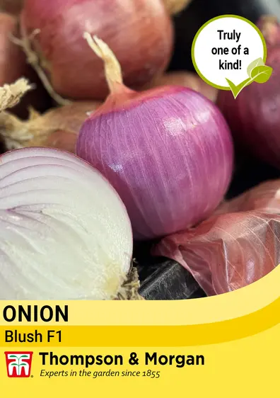 Onion Blush F1 Seeds - image 1