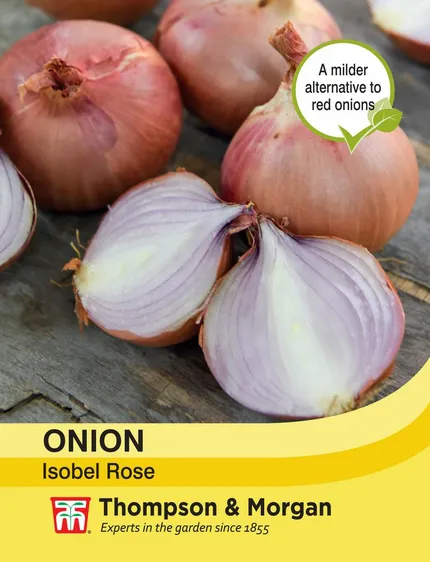 Onion Isobel Rose - image 1