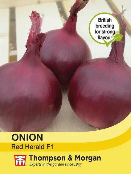 Onion Red Herald - image 1