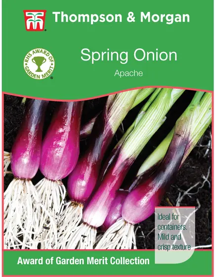 Onion Salad Apache (Deep Purple) - image 1