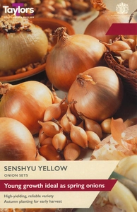 Onion Senshyu Yellow