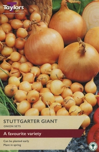 Onion Stuttgarter Giant