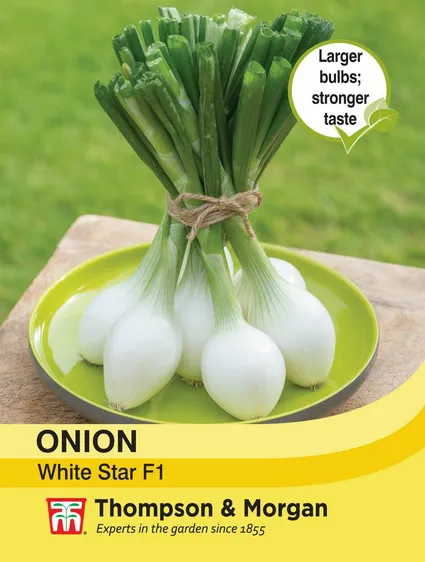 Onion White Star - image 1