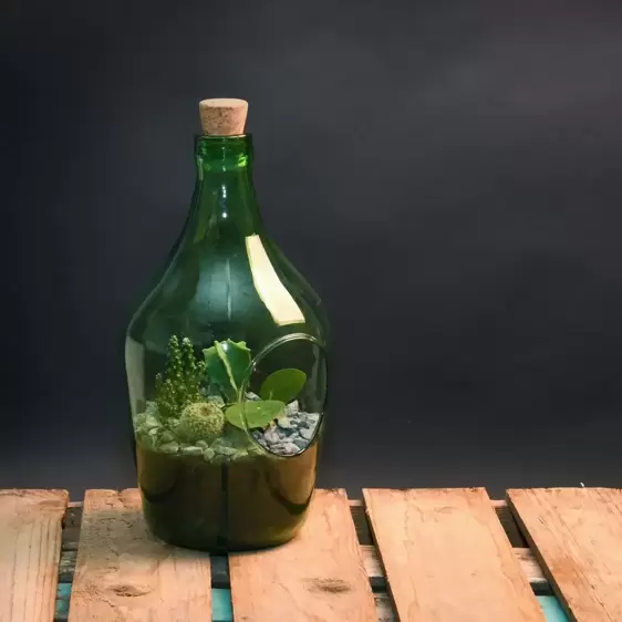 Open Bottle Terrarium 3L - image 2