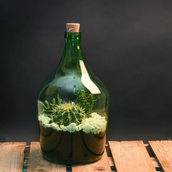 Open Bottle Terrarium 5L - image 2