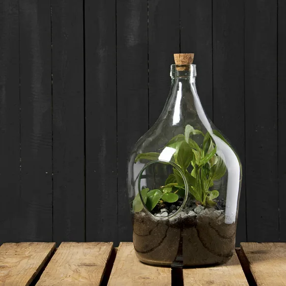 Open Bottle Terrarium Set 3L - image 3