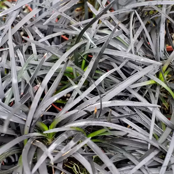 Ophiopogon 'Black Beard'