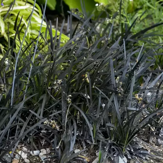 Ophiopogon planiscapus 'Black Dragon' 2L - image 1